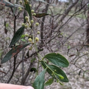 Acacia verniciflua at Table Top, NSW - 7 Aug 2021