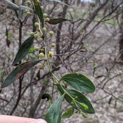 Acacia verniciflua (Varnish Wattle) at Albury - 7 Aug 2021 by Darcy