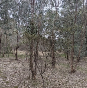 Acacia verniciflua at Table Top, NSW - 7 Aug 2021