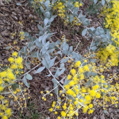 Acacia podalyriifolia (Queensland Silver Wattle) at Albury - 7 Aug 2021 by Darcy