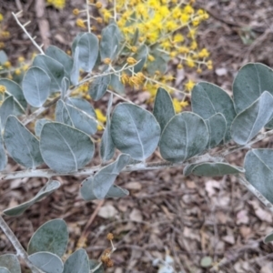 Acacia podalyriifolia at Table Top, NSW - 7 Aug 2021