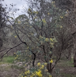 Acacia podalyriifolia at Table Top, NSW - 7 Aug 2021
