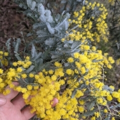 Acacia baileyana (Cootamundra Wattle, Golden Mimosa) at Table Top Reserve - 7 Aug 2021 by Darcy