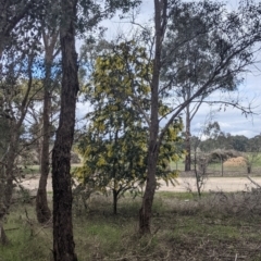Acacia baileyana at Table Top, NSW - 7 Aug 2021 11:57 AM