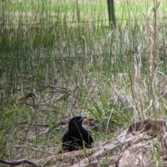 Corcorax melanorhamphos (White-winged Chough) at Table Top, NSW - 7 Aug 2021 by Darcy