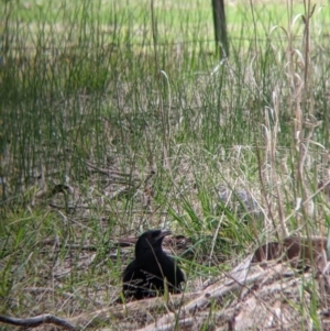 Corcorax melanorhamphos at Table Top, NSW - 7 Aug 2021