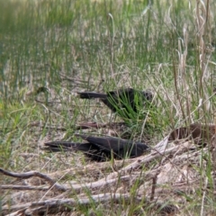 Corcorax melanorhamphos at Table Top, NSW - 7 Aug 2021