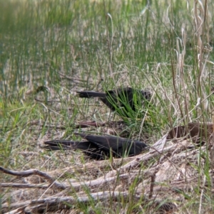 Corcorax melanorhamphos at Table Top, NSW - 7 Aug 2021