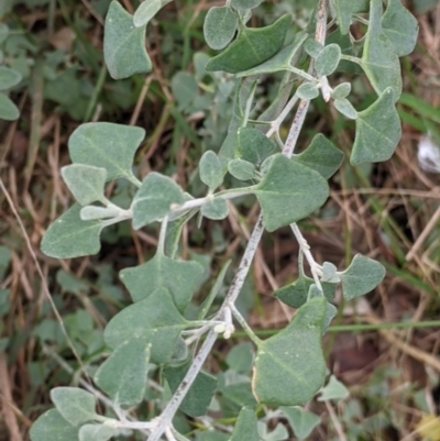 Einadia trigonos (Fishweed) at Albury - 7 Aug 2021 by Darcy