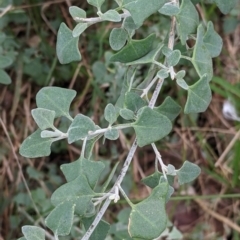 Einadia trigonos at Albury - 7 Aug 2021 12:03 PM