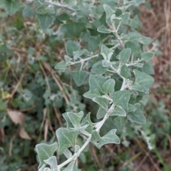 Einadia trigonos at Albury - 7 Aug 2021 12:03 PM