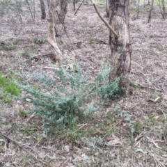 Einadia trigonos at Albury - 7 Aug 2021 12:03 PM