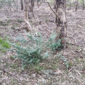 Einadia trigonos at Albury - 7 Aug 2021 12:03 PM