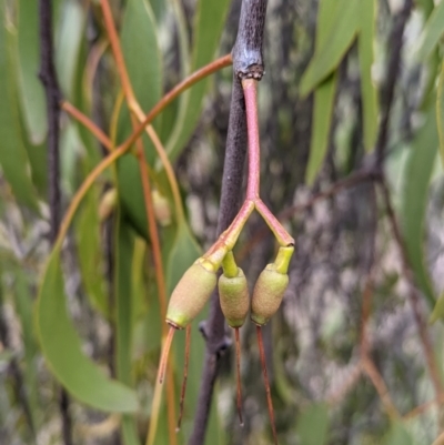 Amyema miquelii (Box Mistletoe) at Table Top, NSW - 7 Aug 2021 by Darcy