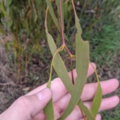 Amyema miquelii at Table Top, NSW - 7 Aug 2021 12:05 PM