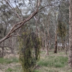 Amyema miquelii at Table Top, NSW - 7 Aug 2021 12:05 PM