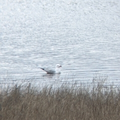 Chroicocephalus novaehollandiae (Silver Gull) at Table Top, NSW - 7 Aug 2021 by Darcy