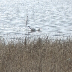 Chroicocephalus novaehollandiae at Table Top, NSW - 7 Aug 2021 12:07 PM