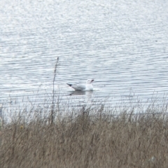 Chroicocephalus novaehollandiae at Table Top, NSW - 7 Aug 2021 12:07 PM