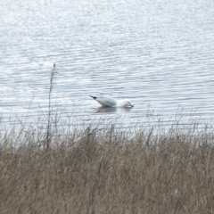 Chroicocephalus novaehollandiae at Table Top, NSW - 7 Aug 2021 12:07 PM