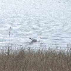Chroicocephalus novaehollandiae at Table Top, NSW - 7 Aug 2021 12:07 PM