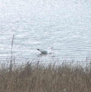Chroicocephalus novaehollandiae at Table Top, NSW - 7 Aug 2021 12:07 PM