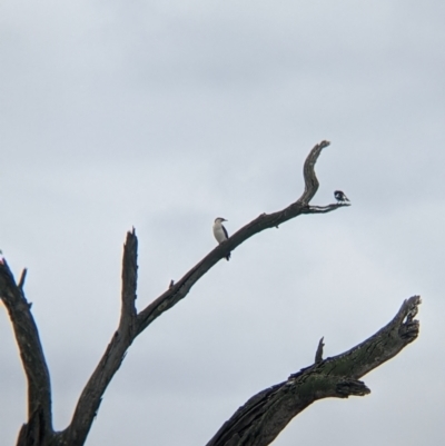 Microcarbo melanoleucos (Little Pied Cormorant) at Albury - 7 Aug 2021 by Darcy