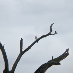 Microcarbo melanoleucos (Little Pied Cormorant) at Table Top Reserve - 7 Aug 2021 by Darcy