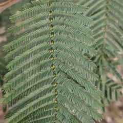 Acacia dealbata subsp. dealbata (Silver Wattle) at Albury - 7 Aug 2021 by Darcy