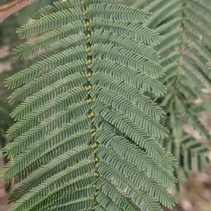 Acacia dealbata subsp. dealbata at Table Top, NSW - 7 Aug 2021 12:16 PM