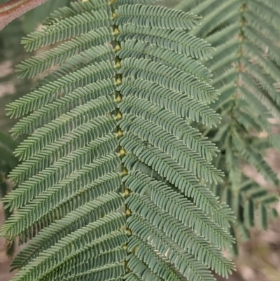 Acacia dealbata subsp. dealbata (Silver Wattle) at Albury - 7 Aug 2021 by Darcy