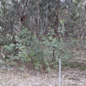 Acacia dealbata subsp. dealbata at Table Top, NSW - 7 Aug 2021