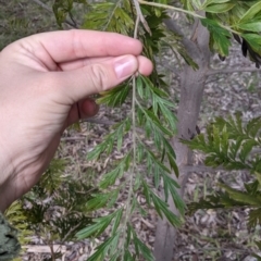 Grevillea robusta (Silky Oak) at Table Top Reserve - 7 Aug 2021 by Darcy