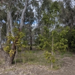 Grevillea robusta at Table Top, NSW - 7 Aug 2021 12:17 PM