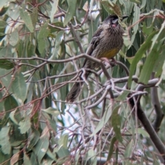 Anthochaera carunculata (Red Wattlebird) at Albury - 7 Aug 2021 by Darcy