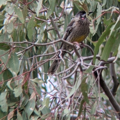 Anthochaera carunculata (Red Wattlebird) at Table Top Reserve - 7 Aug 2021 by Darcy