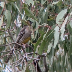 Anthochaera carunculata at Table Top, NSW - 7 Aug 2021