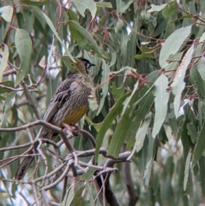 Anthochaera carunculata at Table Top, NSW - 7 Aug 2021