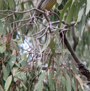 Anthochaera carunculata at Table Top, NSW - 7 Aug 2021