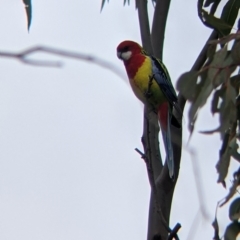Platycercus eximius (Eastern Rosella) at Table Top, NSW - 7 Aug 2021 by Darcy