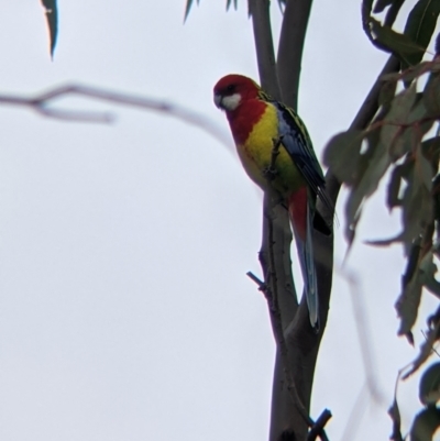 Platycercus eximius (Eastern Rosella) at Albury - 7 Aug 2021 by Darcy