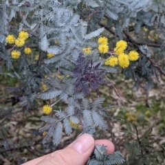 Acacia baileyana (Cootamundra Wattle, Golden Mimosa) at Albury - 7 Aug 2021 by Darcy