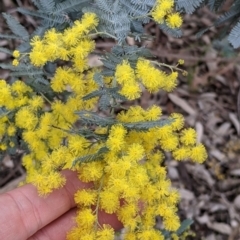 Acacia baileyana at Table Top, NSW - 7 Aug 2021