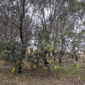 Acacia baileyana at Table Top, NSW - 7 Aug 2021