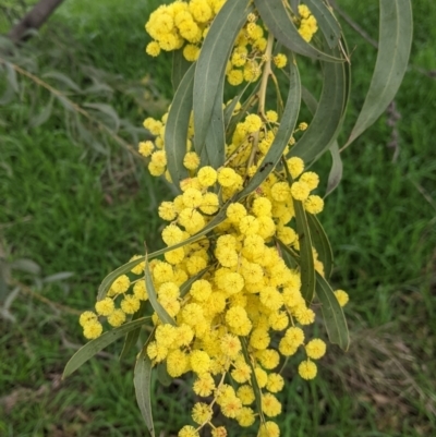 Acacia rubida (Red-stemmed Wattle, Red-leaved Wattle) at Table Top, NSW - 7 Aug 2021 by Darcy