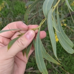 Acacia rubida at Table Top, NSW - 7 Aug 2021 02:04 PM