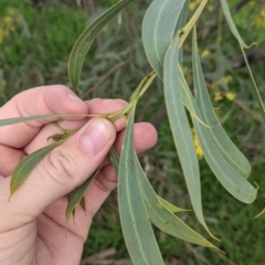 Acacia rubida at Table Top, NSW - 7 Aug 2021 02:04 PM