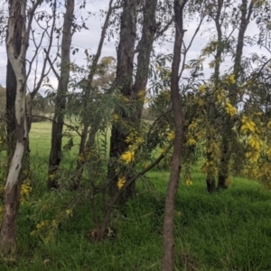 Acacia rubida at Table Top, NSW - 7 Aug 2021