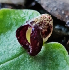 Corysanthes incurva (Slaty Helmet Orchid) at Mount Jerrabomberra - 7 Aug 2021 by RobG1