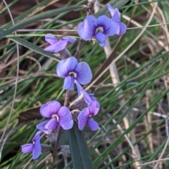 Hovea heterophylla (Common Hovea) at Downer, ACT - 7 Aug 2021 by abread111